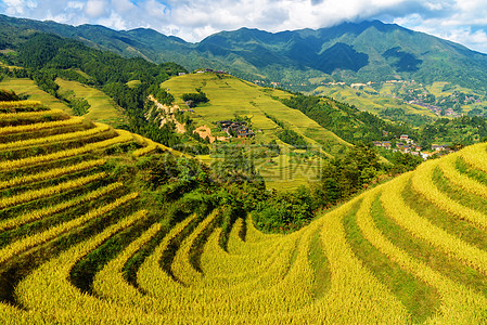 梯田秋天风景背景图片