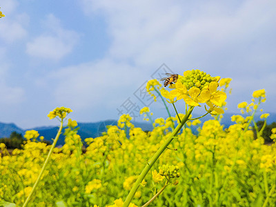 蜜蜂飞盛开的油菜花背景