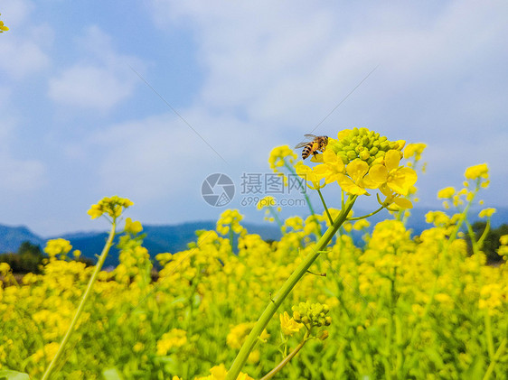 盛开的油菜花图片