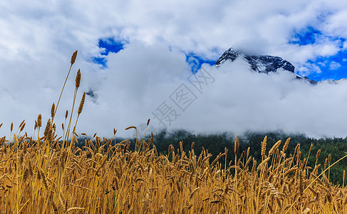 麦田上的女孩儿西藏高原上的青稞麦田背景