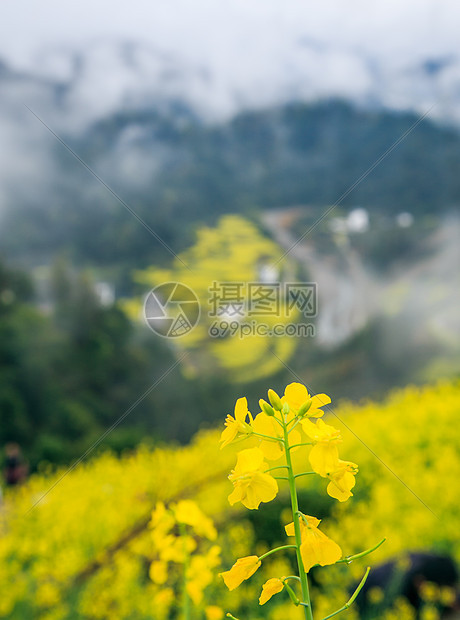 春天里的油菜花海图片