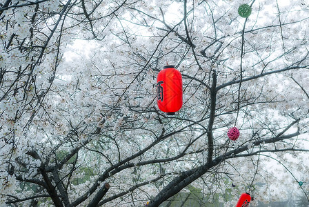 樱花树下有美酒背景图片