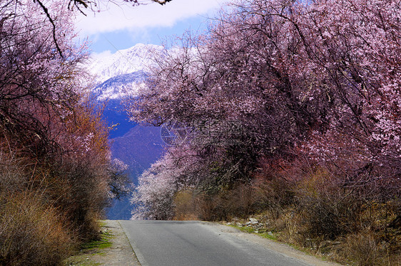 西藏林芝桃花公路图片