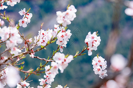 西藏林芝桃花特写图片