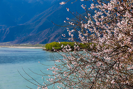 美丽的自然风光湖边的林芝桃花树背景