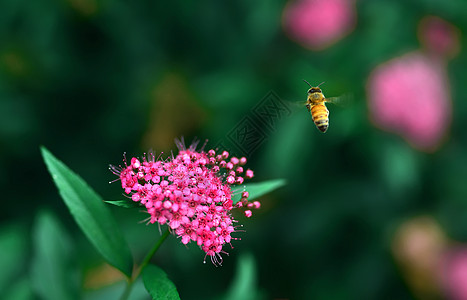 花瓣飞舞蜜蜂背景