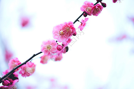 粉色浪漫樱花节春暖花开背景