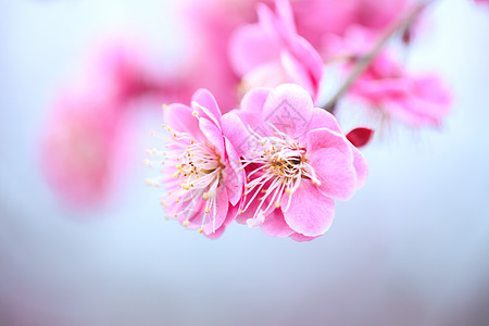 粉色浪漫樱花节春暖花开背景