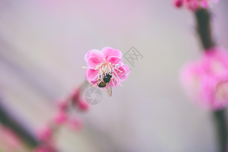 红樱花春暖花开背景