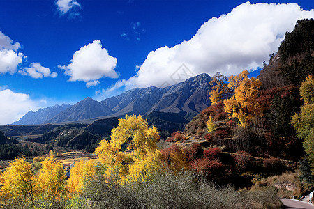 山花烂漫图片