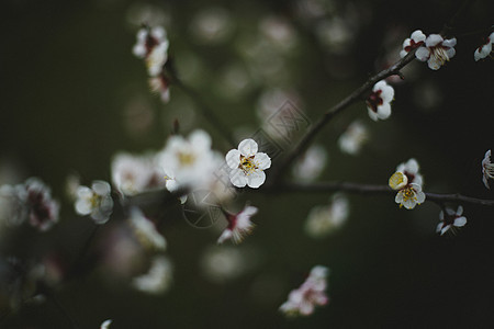 冬季梅花景物图背景图片