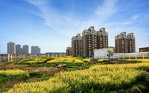 住宅前的油菜花图片