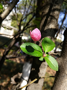 垂丝海棠背景图片