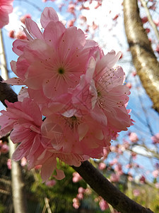 樱花图片