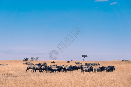 肯尼亚马赛马拉草原上的动物图片