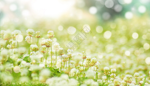 春季背景图花朵光斑背景图高清图片