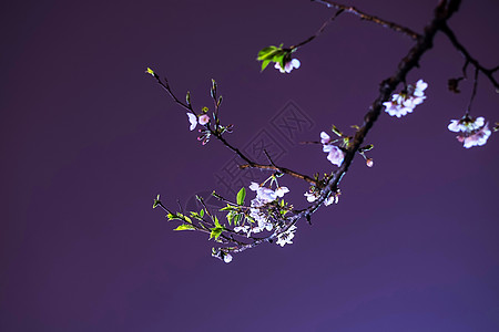 武汉大学夜樱樱花背景图片