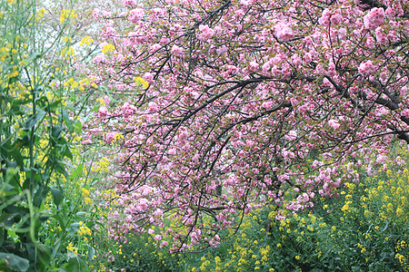 樱花树柏林春天园小路高清图片