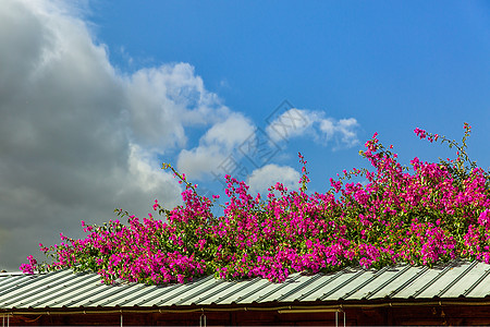 屋顶上的春天的花卉图片