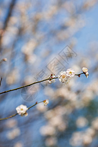 蓝天下的白色梅花图片