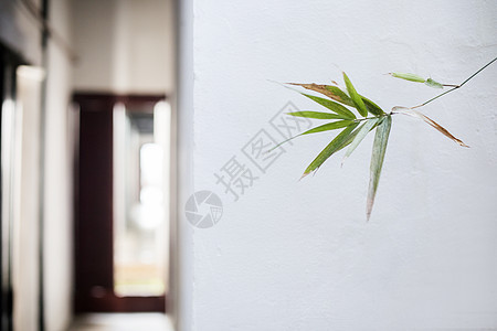 中国元素的植物素材背景图片