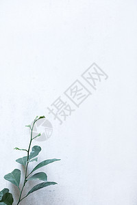 中国元素的植物素材背景图片