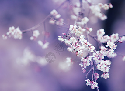 春天梅花梨花在紫色背景