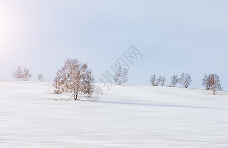 雪地中的树木图片