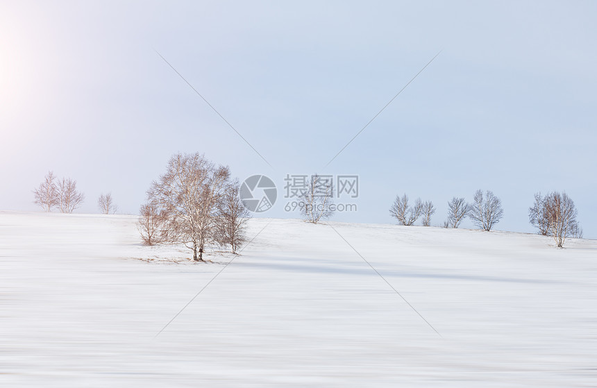 雪地中的树木图片