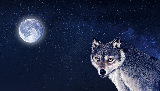 夜空与狼背景图片