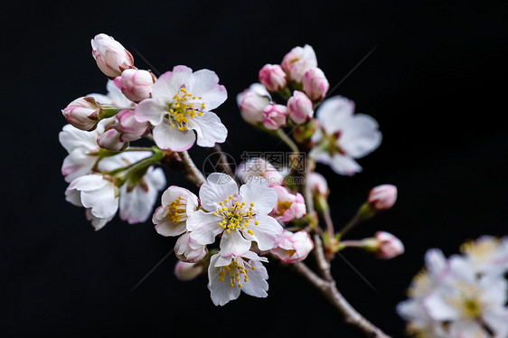 樱花图片