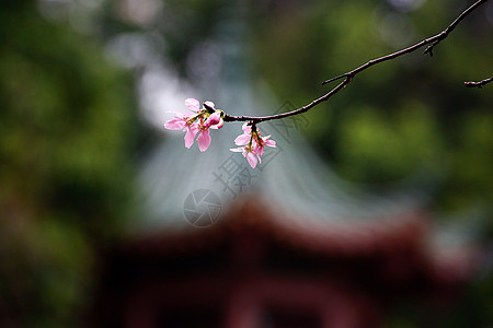紫荆花春天公园里美丽的花朵背景