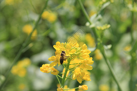 油菜花开油菜花蜜高清图片