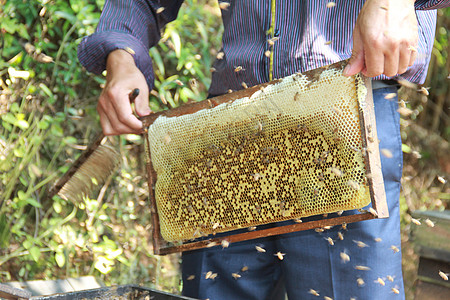 蜂蜜梳子采蜂蜜背景