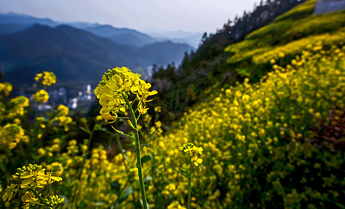 春天的油菜花背景图片