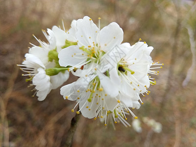 花的海洋与世无争高清图片