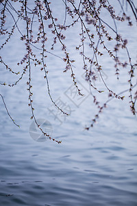 三月梅花背景图片