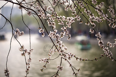 三月梅花背景图片