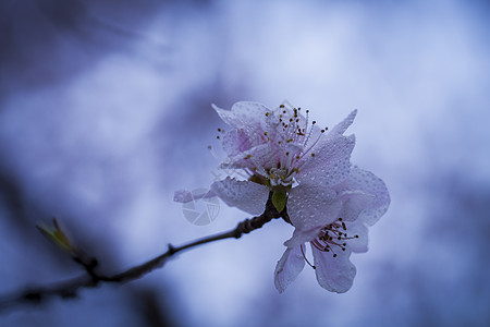 三月梅花图片