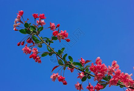 春暖花开春之海棠高清图片