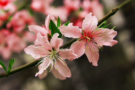桃花桃花树林高清图片