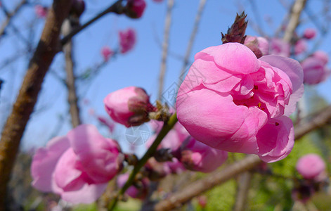 桃花图片