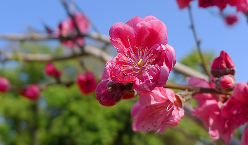 桃花背景图片