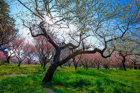 发光六芒星阵梅花背景图背景