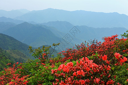 山林盛开的映山红背景图片