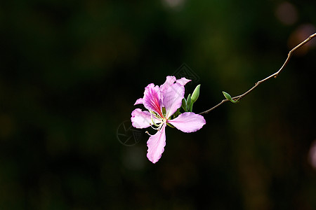 蜜蜂与花春天湿地公园中美丽的花朵背景