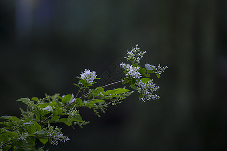 春暖花开九里香背景图片