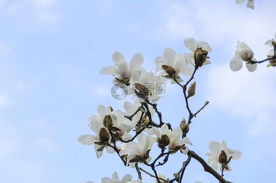 樱花绽放图片