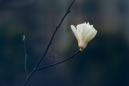 唯美植物春天里的白玉兰背景