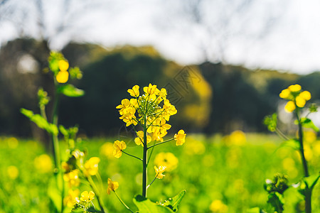 春天公园里的油菜花图片